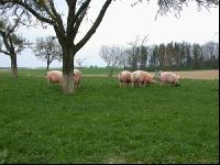Edelschwein Auslauf 2