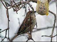 Spatzen im Winter 1