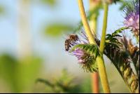 Biene Phacelia 1