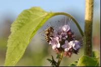 Biene Phacelia 2