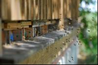 Bienenflug vor Stock 1