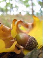 Eiche Frucht 1