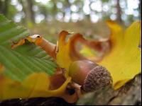 Eiche Frucht 2