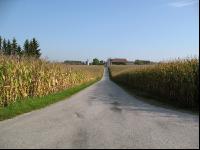 Straße durch Mais 