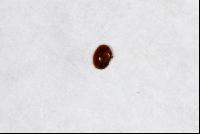 Varroamilbe