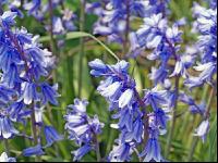 Blaustern 1