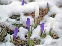Krokus Neuschnee 3