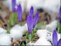 Krokus Neuschnee 2