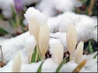 Krokus Neuschnee 1