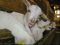 Kitze Milch 13