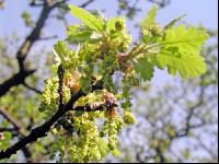 Eiche Blüte 1