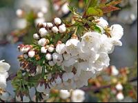 Kirsche Blüte 2