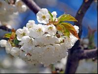 Kirsche Blüte 1