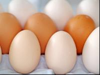 Eier 4