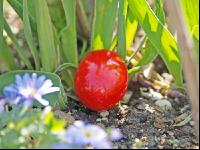 Rotes Osterei 1