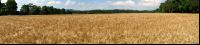 Gerste Panorama 14