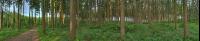 Fichten und Farne 2