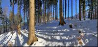 Fichten Schnee 1