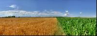 Gerste Panorama 9