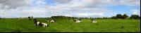 Holstein Windrad 1