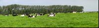 Holstein Windrad 2