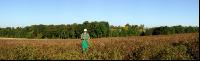 Kartoffel Panorama 1