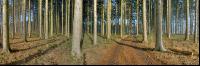 Wald Morgen 3