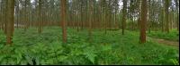 Regen im Wald