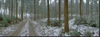 Wald Rauhreif 7
