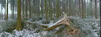 Wald Rauhreif 8