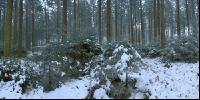 Wald Rauhreif 9