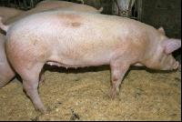 Edelschwein Gruppe 1