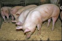 Edelschwein Gruppe 2