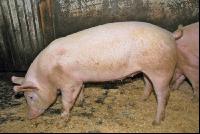 Edelschwein Gruppe 3