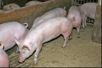 Edelschwein Gruppe 4