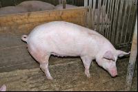 Edelschwein Gruppe 5