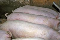 Edelschwein Gruppe 6