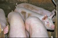 Edelschwein Gruppe 9