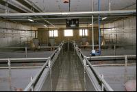 Edelschwein Stall 1