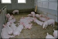 Edelschwein Stall 3