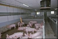 Edelschwein Stall 4