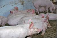 Edelschwein Stall 5