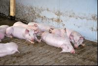 Edelschwein Stall 6