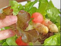 Salat Spargel 2