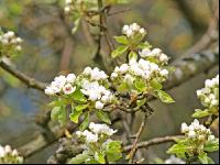 Birne Blüte 16
