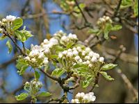 Birne Blüte 14