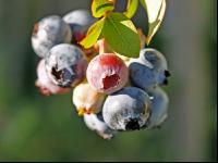 Kulturheidelbeeren 3