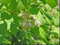Himbeere Blüte 3