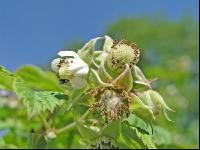 Himbeere Blüte 2