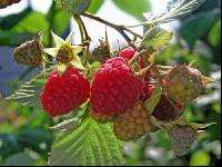 Himbeeren 5